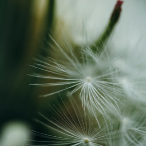 Dandelion in detail, close-up Dandelion in detail, close-up